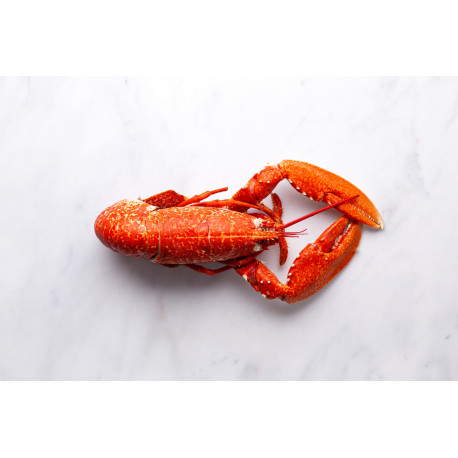 Homard cuit 500g