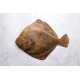 Turbot - 4 filets