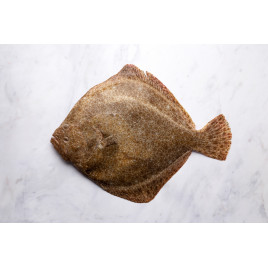 Turbot - 4 filets